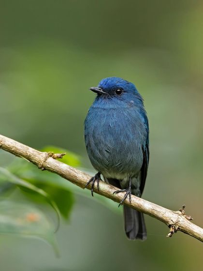 A portrait of the Nilgiri Flycatcher, a prized sighting for any birder visiting the region.