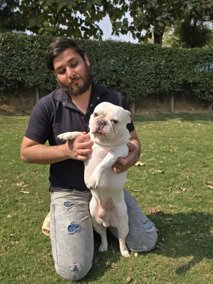 A staff member with an affectionate French Bulldog. They are known for their charming and playful personalities.