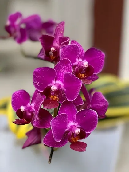 A stunning Phalaenopsis orchid with deep magenta petals, a perfect example of the vibrant ornamental flowers available at our partner stores like Ambara.