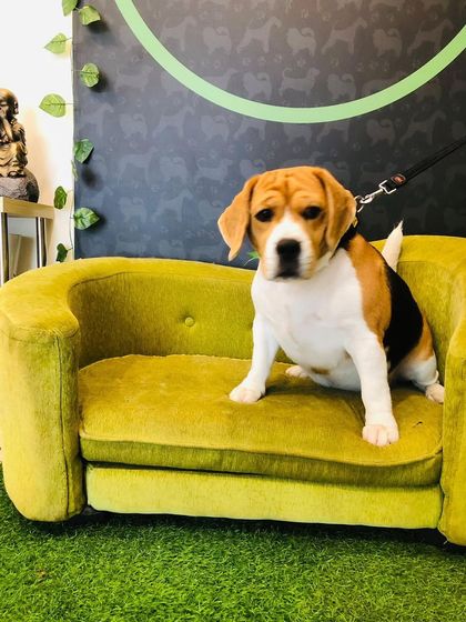 Tails of the City - Pet Grooming Our Happy Doggos photo 56