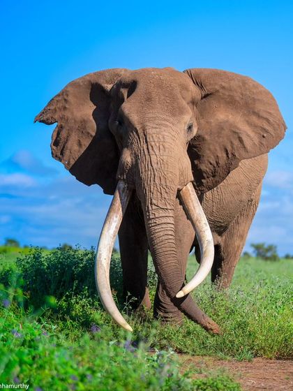 A wide-angle portrait of Craig, showcasing his immense size and magnificent tusks.