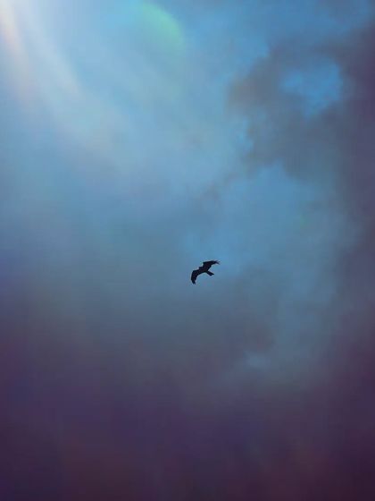 Lalith - Wildlife & Nature Photography Wings in Motion photo 26