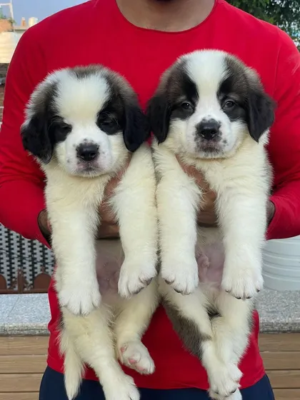 I have these two heavy-boned Saint Bernard male puppies available. They are gentle giants, known for being patient and watchful, and these pups are already showing their calm and loving temperament.