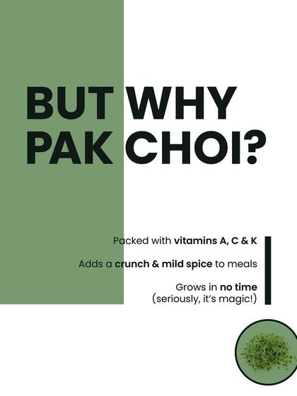 But why Pak Choi? Because these microgreens are packed with vitamins A, C, and K, add a crunchy and mild spice to meals, and grow in almost no time. It's seriously like magic.