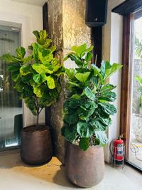 Plants & Gardening Supplies