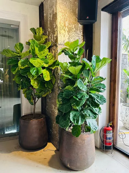 In this interior styling project for Thanks & Beyond, we used two large Fiddle Leaf Fig trees in rustic planters. Their height and broad leaves create a powerful vertical element, adding a touch of natural drama that complements the cafe's industrial-chic decor.