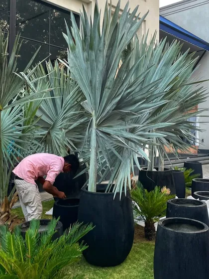 My team setting up large Bismarckia palms in modern black planters. These striking silver-blue palms were used to create a unique and upscale outdoor landscape for the shoot.