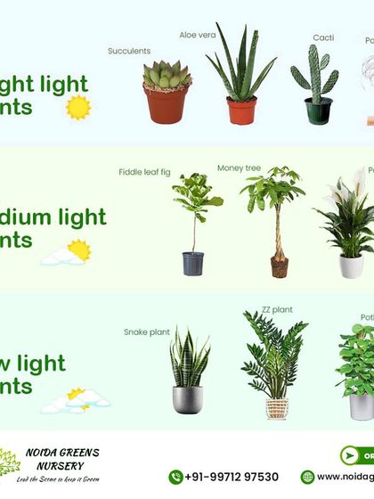 Indoor & Air-Purifying Plants (Ghar Ke Andar Ke Paudhe) photo 36