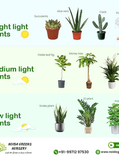 Apne paudhon ko sahi roshni dena zaroori hai. Yeh guide aapko batayegi ki bright, medium, aur low light ke liye kaun se plants best hain, jaise Snake Plant, ZZ Plant, aur Pothos low light ke liye perfect hain.