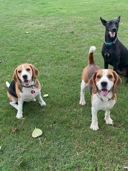 Henlo Hoomans! This friendly crew, featuring two Beagles and an Indie, is here to brighten your day.