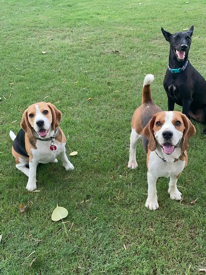Henlo Hoomans. This adorable trio, featuring two Beagles and an Indie, is here to brighten your day with their happy faces.