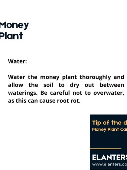Money Plant Care: Water. Water thoroughly, but allow the soil to dry out between waterings to prevent root rot, which is a common issue from overwatering.