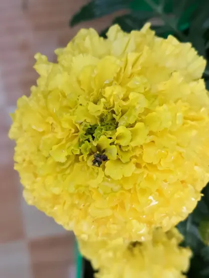 Bhardwaj - Urban Gardening Consultation A Riot of Colorful Flowers photo 5