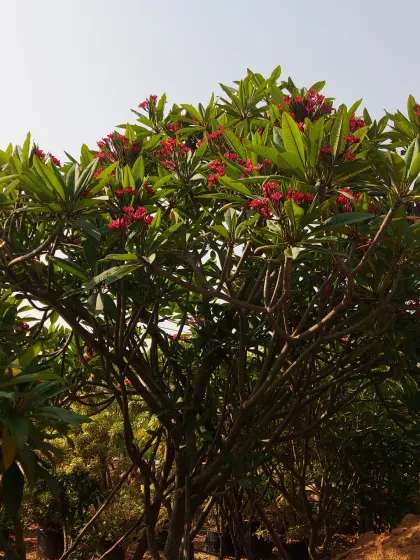 A healthy, flowering Plumeria (Frangipani) tree with beautiful red blossoms. These trees are loved for their fragrant flowers.