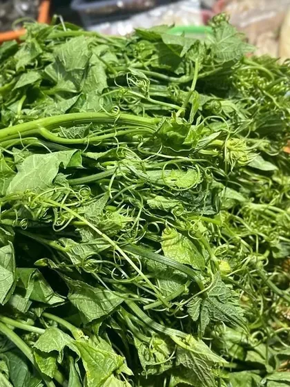A large bunch of chayote shoots, or squash tendrils. The tender leaves and curly tendrils are a delicacy, great for light stir-fries or soups.