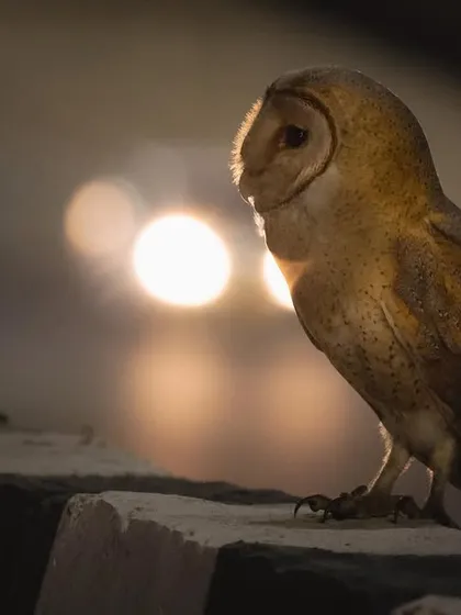 A Barn Owl finds a moment of peace on a highway divider amidst the blur of city lights. On our tours, we show you how wildlife has adapted to survive, and even thrive, in the most unexpected corners of Delhi NCR.