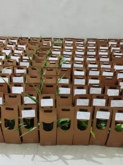 A large batch of plant gifts, each in its own easy-to-carry box, ready for a big event. This shows our capacity to prepare hundreds of individual return gifts for weddings, parties, or conferences.
