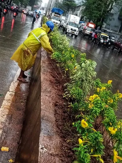 A gardener from my team works on the newly planted median, ensuring each plant is properly situated. This kind of detailed work, even in challenging weather, is what makes a public landscaping project successful.