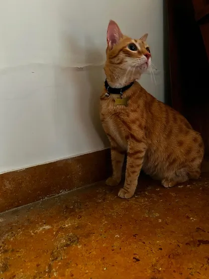 Another lovely shot of Lucy. Some cats are more social with humans than other pets, and I cater to their individual personalities.
