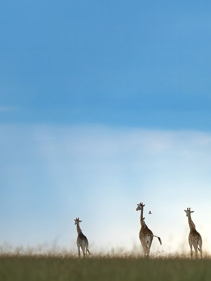 This composition is all about the feeling of open space and freedom. The giraffes are small figures in a vast, beautiful world.