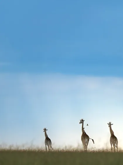 These images further celebrate the giants of Africa. From the gentle giants like giraffes and elephants to the striking patterns of zebras, each photo tells a story of life on a grand scale.