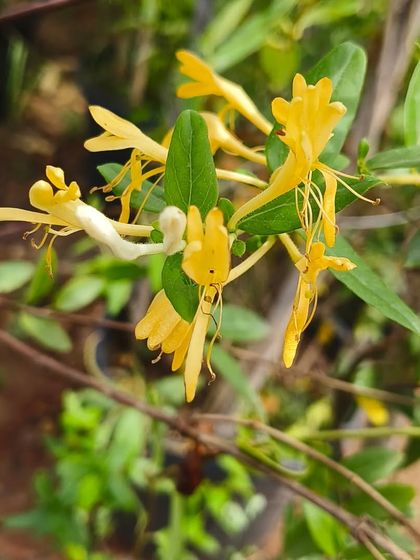 A close-up of the delicate Japanese Honeysuckle flowers. The sweet scent is a wonderful bonus for any garden.