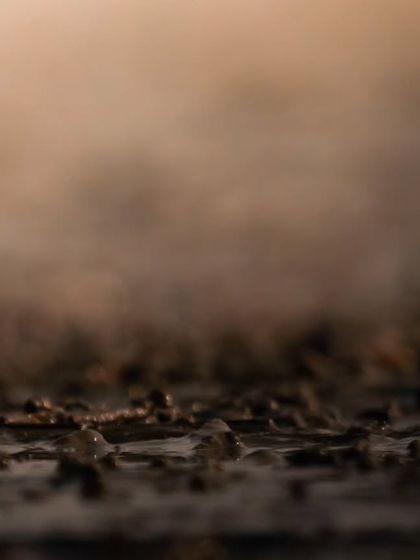 A Sand Plover looks directly at the camera, its curious gaze creating a connection with the viewer.