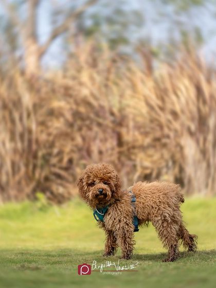 Pragalbh - Commercial Pet Photography Action & Lifestyle Photography photo 16