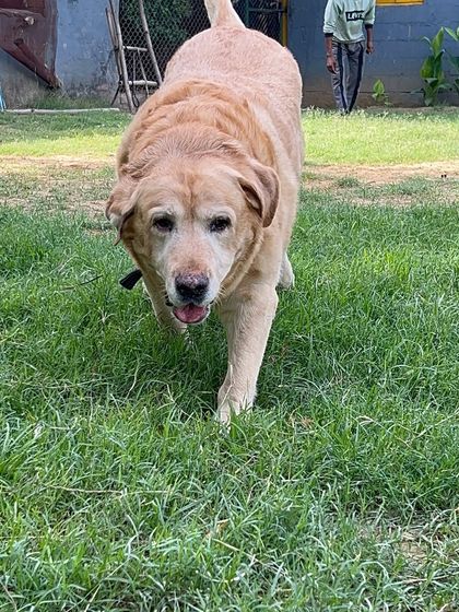 A senior Labrador walking calmly through the grass. Playtime is tailored to the energy level and age of each dog, ensuring seniors get gentle exercise.