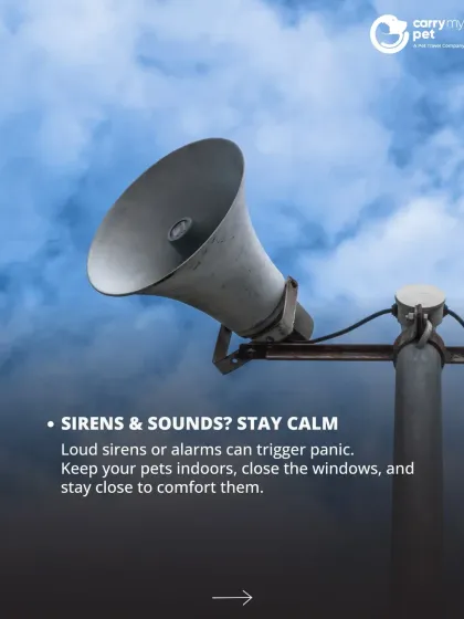 CarryMyPet - Pet Travel & Parenting Consultation Pet Parenting & Wellness photo 25