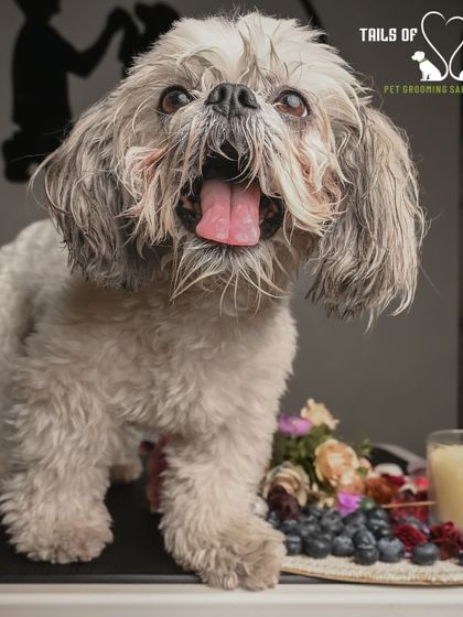 Tails of the City - Pet Spa & Creative Styling The Ultimate Spa Experience photo 4