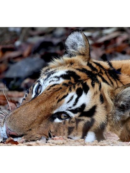 A different angle of a tiger resting, with its head low to the ground. The focus here is on the beautiful patterns and textures of its fur against the forest floor. It shows how perfectly they are camouflaged in their environment.
