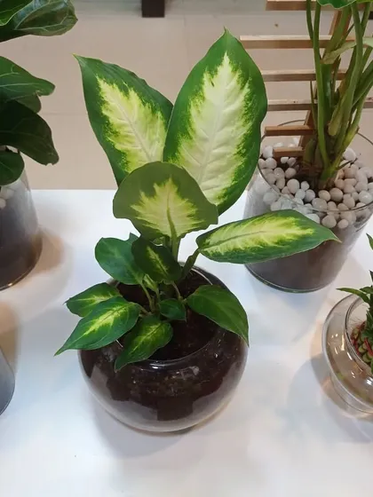 A Dieffenbachia, or Dumb Cane, plant in a glass bowl. Its large, variegated leaves make it a very attractive indoor plant.