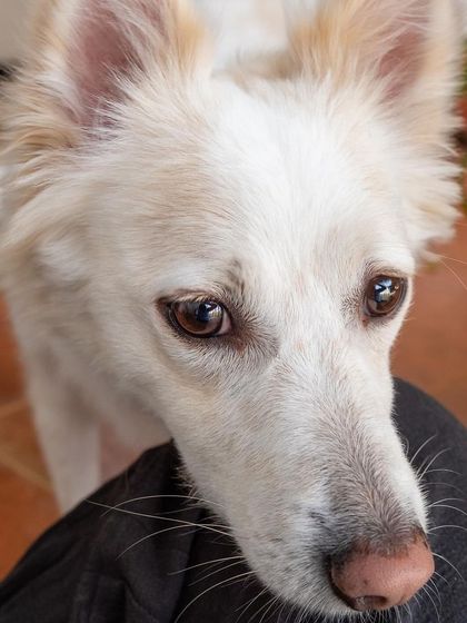 My shy girl Snowy, looking for some love. It's so rewarding to earn the trust of a timid pet.