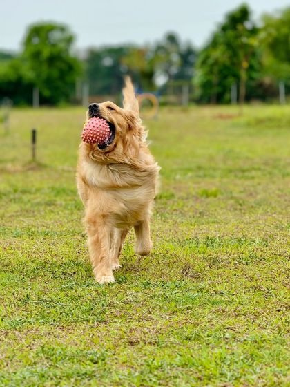 The Pawsome Camp - Dog Daycare & Boarding The Pawsome Playground: 2 Acres of Freedom photo 25