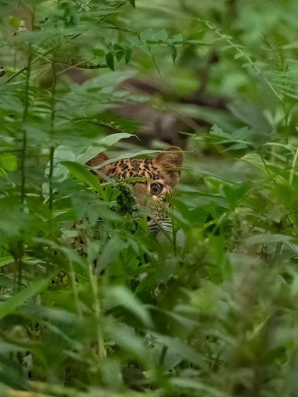 A young leopardess, a master of camouflage, hiding in the dense monsoon foliage. Spotting these elusive cats is a thrilling challenge that requires a keen eye.