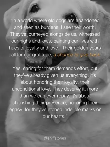 In a world where old dogs are abandoned and seen as burdens, I see their worth. Their golden years call for our gratitude, a chance to give back. Don't dump them when they need you most.