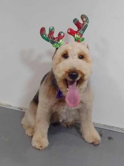 This adorable dog is all smiles and ready for the Christmas festivities after a complete grooming session.