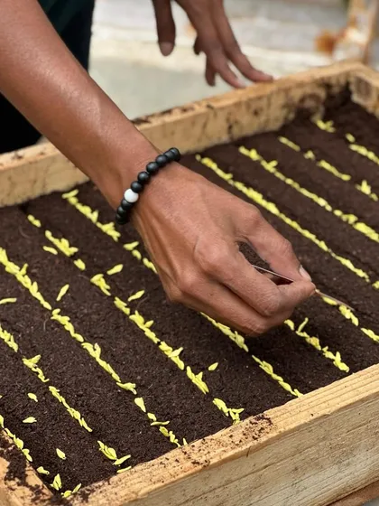 A successful harvest starts with the right foundation. We believe in meticulous preparation, from choosing viable, disease-free seeds to preparing a finely-tilled seedbed that gives every plant the best chance to thrive.