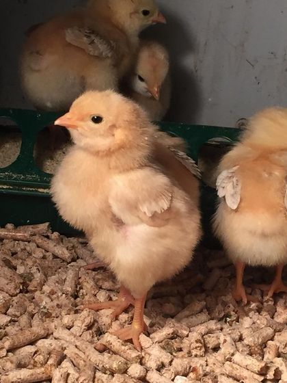 A close-up of a healthy, fluffy Red Broiler chick. From this safe start, they will soon move out to the pasture to continue growing.
