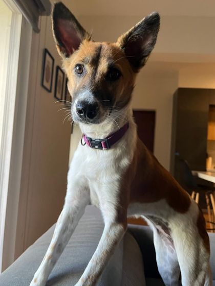 PL Paws - Animal Rescue & Rehabilitation Our Community & Supporters photo 3