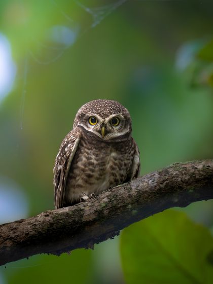 A spotted owlet framed by green leaves. The natural framing adds depth and makes the portrait feel more intimate.