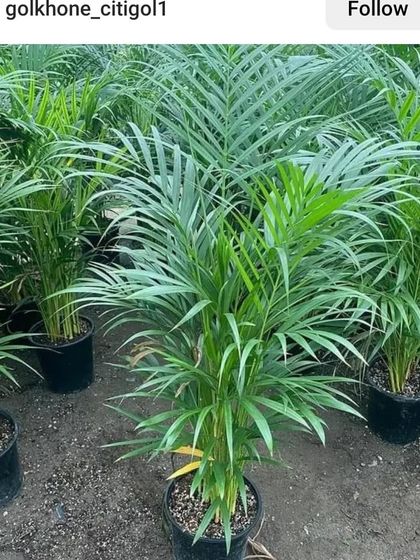 A nursery full of healthy Areca Palms. I have them in all sizes, from small tabletop plants to large floor specimens.