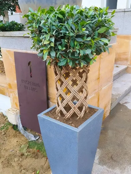 A close-up of the woven-trunk Ficus after being placed at a client's home. It stands as a beautiful, artistic focal point at the entrance.