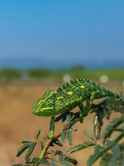 A portrait of a sub-adult Indian Chameleon, the only chameleon species in the subcontinent. After four years of searching, finding this beautiful lizard on the Deccan Plateau was a truly special moment for me.