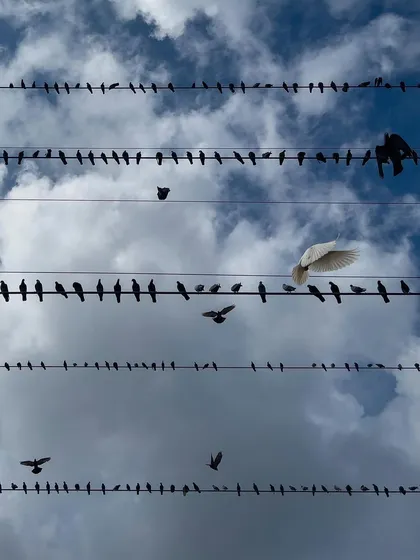 A single white bird stands out among the dark flock, while others take flight. The image is a study in contrast and movement against the patterned background of the wires.