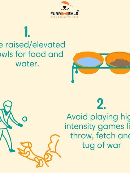 Simple lifestyle changes can make a huge difference for a dog with osteoarthritis. This series shows practical tips like using raised food bowls to make eating more comfortable and avoiding high-impact games that can worsen joint pain.