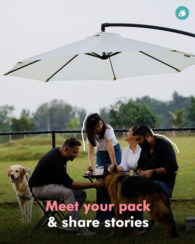 Dog Socialization & Group Activities