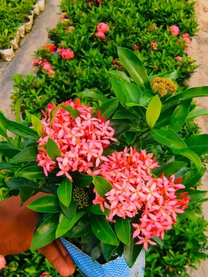 A lovely pink Ixora, held up to show its dense flower clusters.