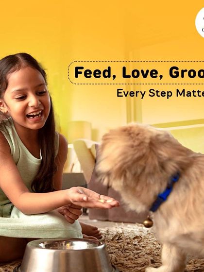 Oh My Pet - At-home Pet Grooming Grooming 101: Our Services & Benefits photo 16